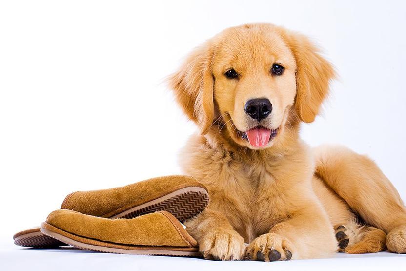 Köpekler TV izlerken ne görüyor