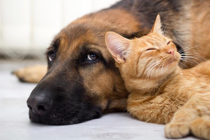 Köpekler TV izlerken ne görüyor