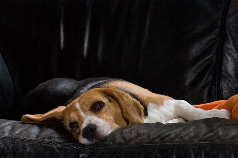 Köpekler TV izlerken ne görüyor