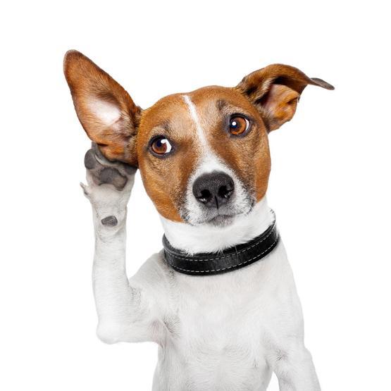 Köpekler TV izlerken ne görüyor