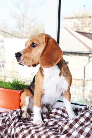 Köpekler TV izlerken ne görüyor