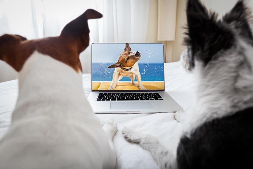 Köpekler TV izlerken ne görüyor