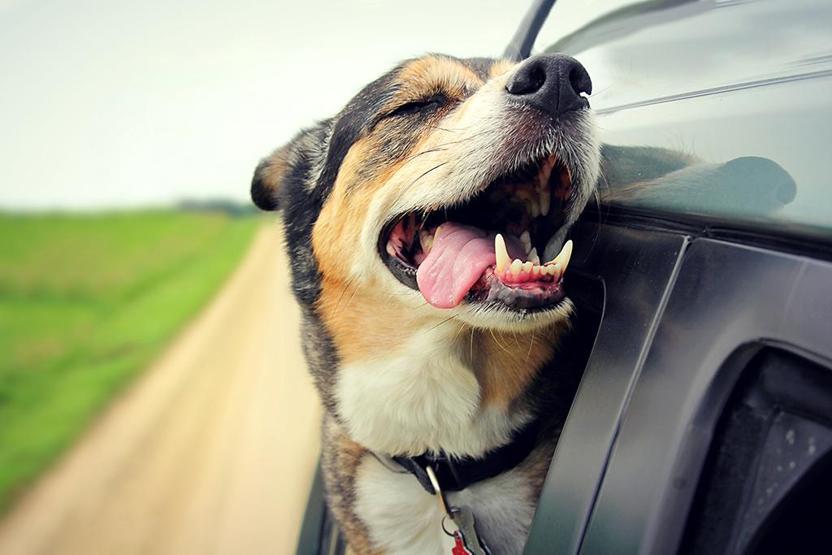 Köpekler TV izlerken ne görüyor