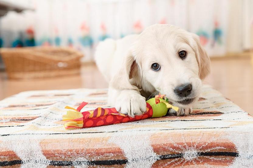 Köpekler TV izlerken ne görüyor
