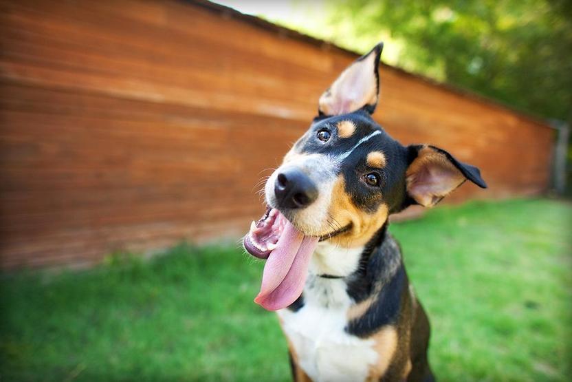 Köpekler TV izlerken ne görüyor