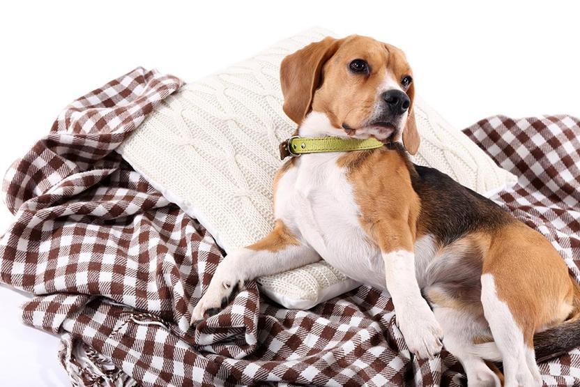 Köpekler TV izlerken ne görüyor