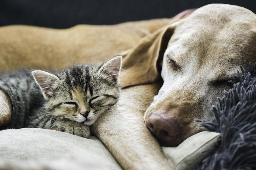 Köpekler TV izlerken ne görüyor