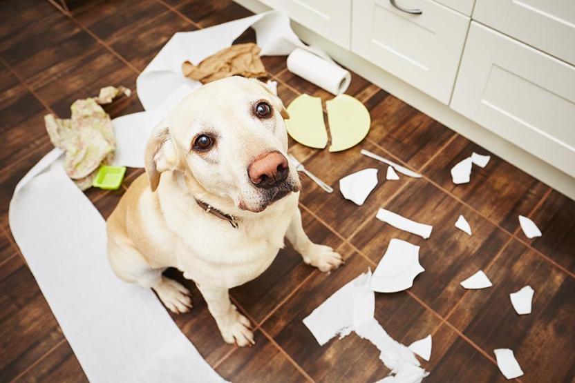 Köpekler TV izlerken ne görüyor