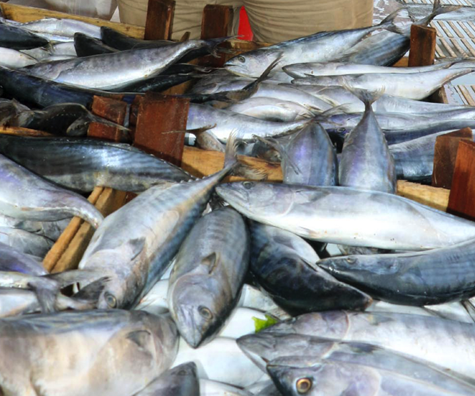 Balık fiyatları tavan yaptı Tanesi 30 TL