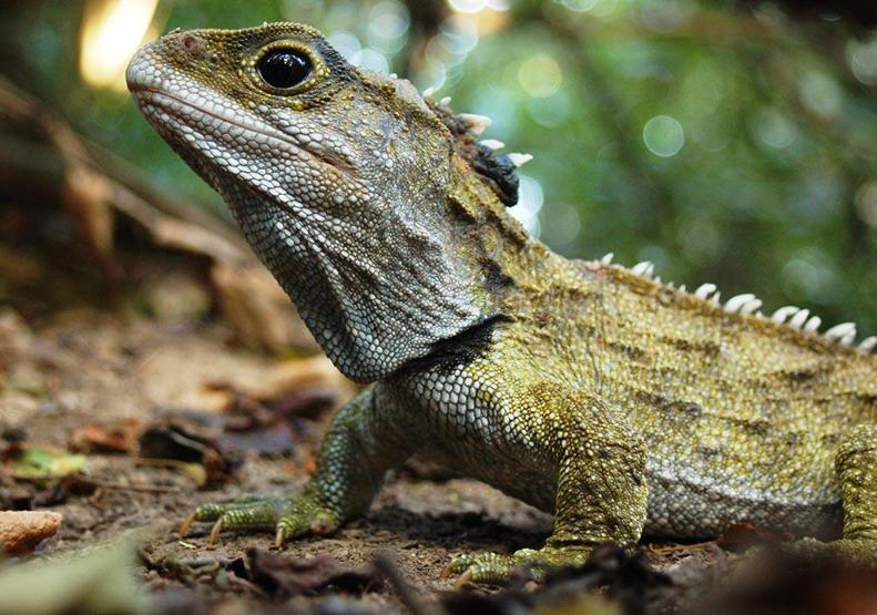 Dinozorların Kayıp Dünyası
