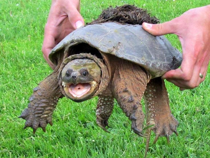 Dinozorların Kayıp Dünyası