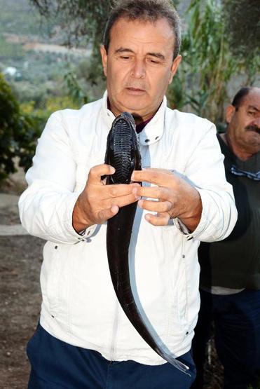 Bodrumda vantuz balığı yakalandı