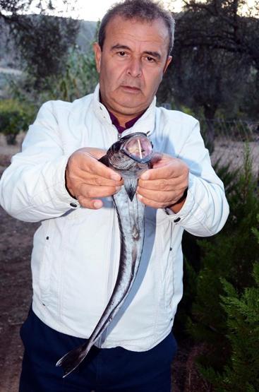 Bodrumda vantuz balığı yakalandı