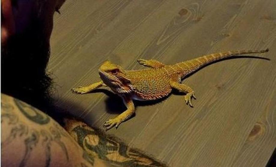 Ünlü yönetmenin gözaltına alınmasına neden olan hayvanlar koruma altında