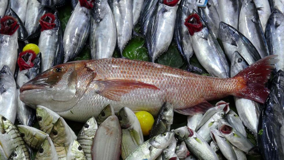 Amatör balıkçı oltayla 10 kiloluk mercan yakaladı