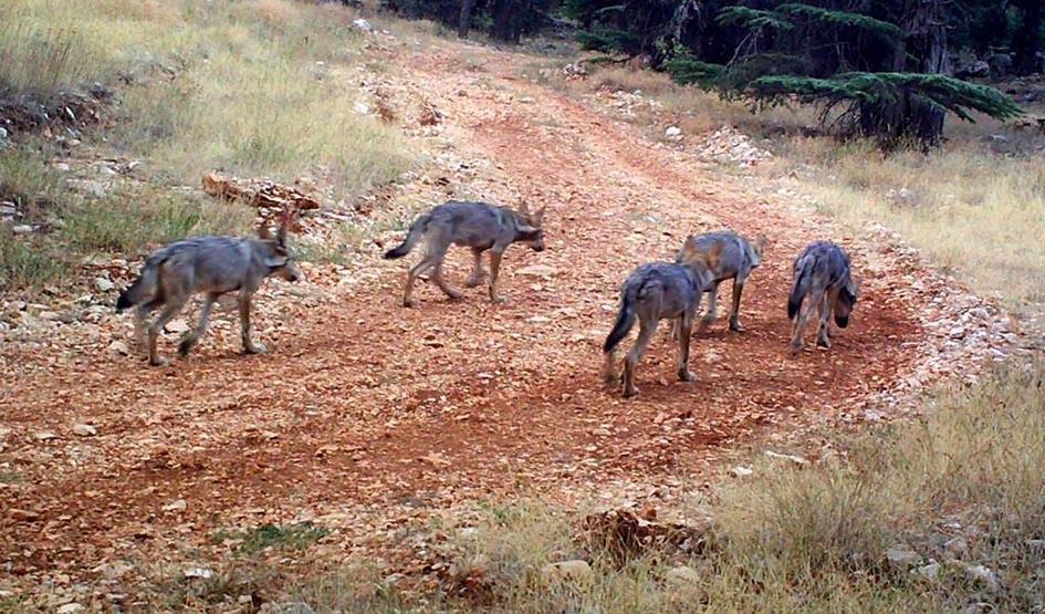 Sonunda onları yaşatmayı başardılar