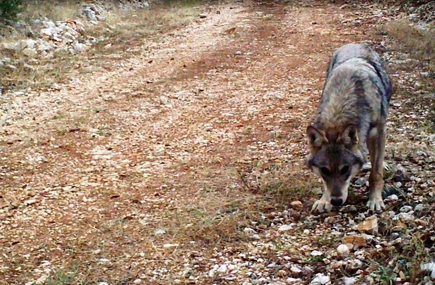 Sonunda onları yaşatmayı başardılar