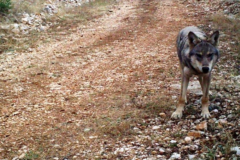 Sonunda onları yaşatmayı başardılar