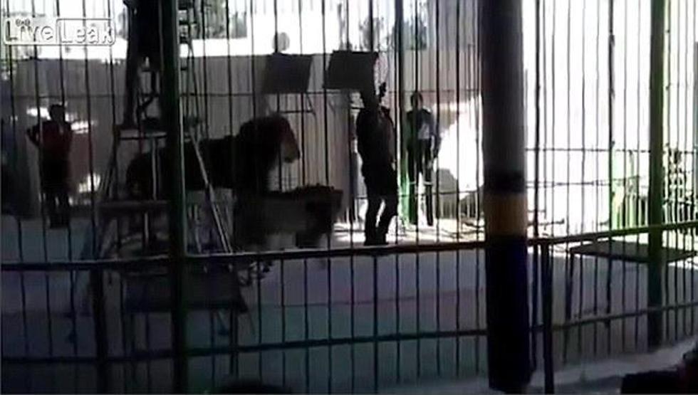 Sirkte dehşet Aslan böyle saldırdı...