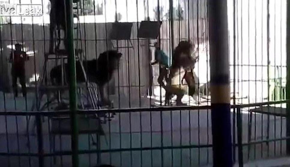Sirkte dehşet Aslan böyle saldırdı...