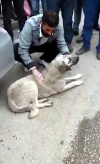 Zehirlenen köpeği marketten aldığı sütü içirip kurtardı