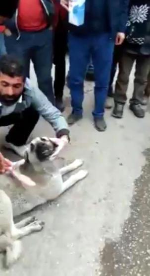 Zehirlenen köpeği marketten aldığı sütü içirip kurtardı