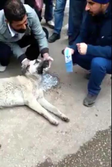 Zehirlenen köpeği marketten aldığı sütü içirip kurtardı