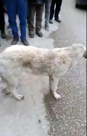 Zehirlenen köpeği marketten aldığı sütü içirip kurtardı