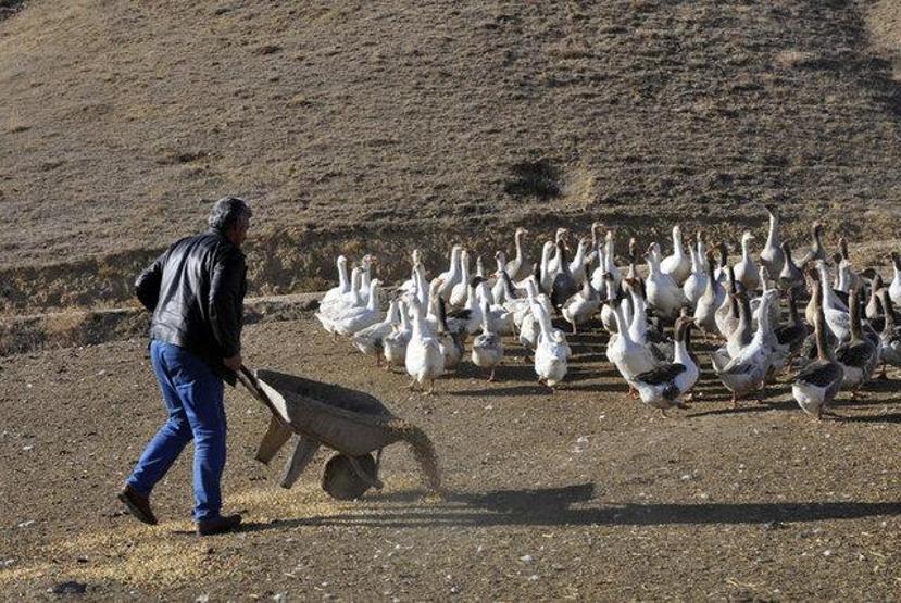 Arkadaşı hediye etmişti Kesmeye kıyamadı Şimdi paraya para demiyor