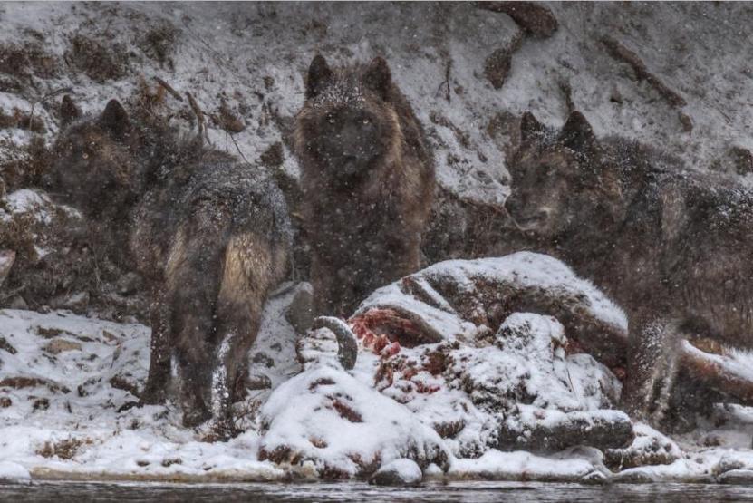İşte 2016nın en iyi fotoğrafları