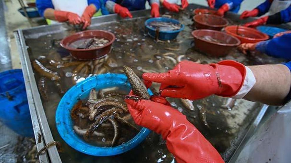 Deniz patlıcanı gelir kapısı oldu