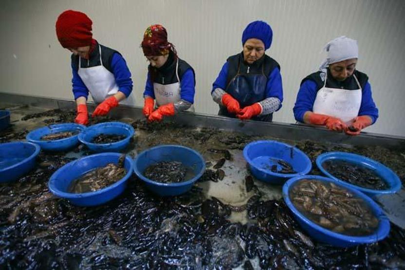 Deniz patlıcanı gelir kapısı oldu