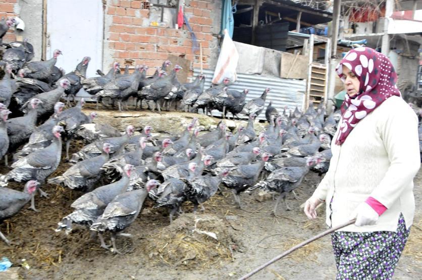 Yoğun talep Tanesi 200 liradan satılıyor