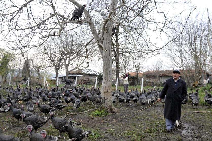 Yoğun talep Tanesi 200 liradan satılıyor