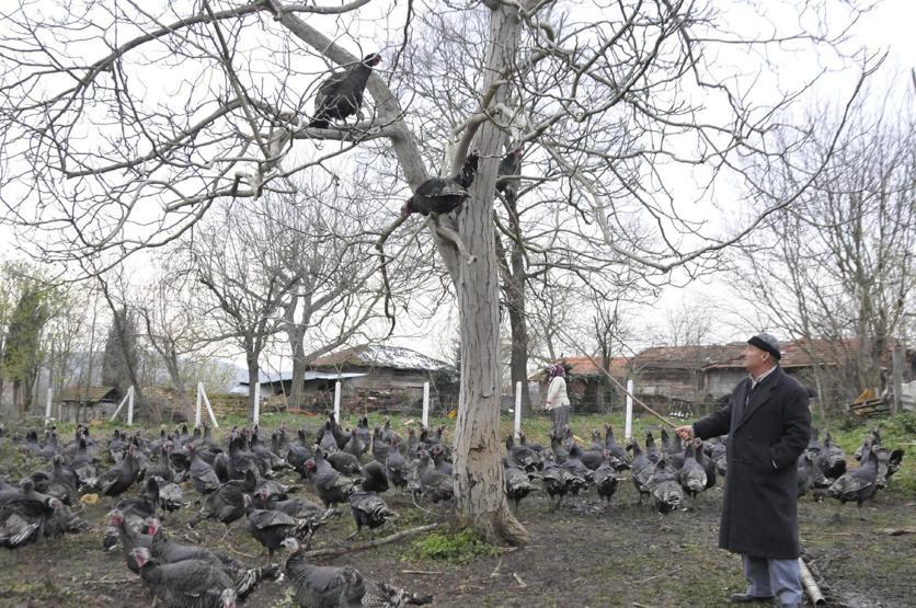 Yoğun talep Tanesi 200 liradan satılıyor