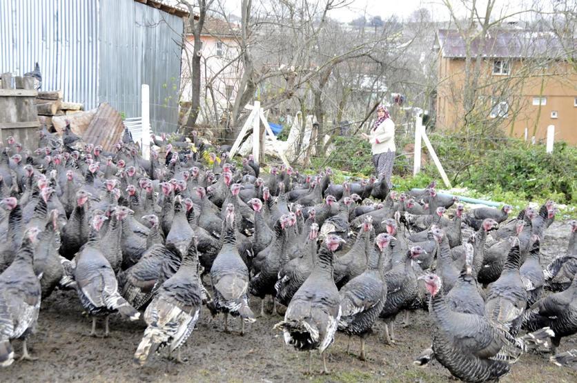 Yoğun talep Tanesi 200 liradan satılıyor