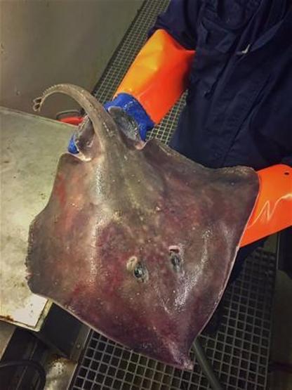 Balıkçı ağına takıldı