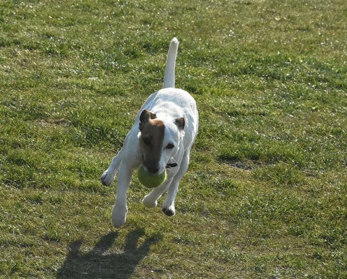 Çılgın köpek Chivas