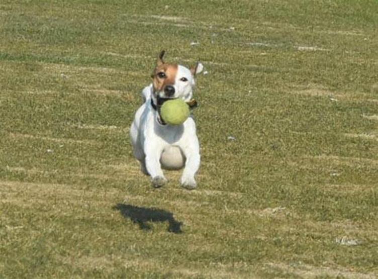 Çılgın köpek Chivas