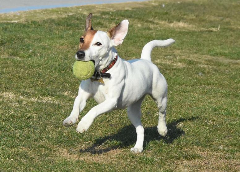 Çılgın köpek Chivas