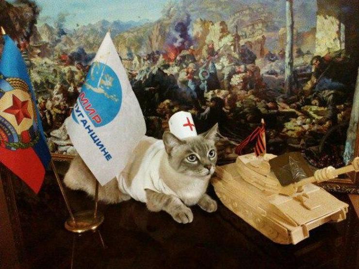 En vatansever kedi yarışması