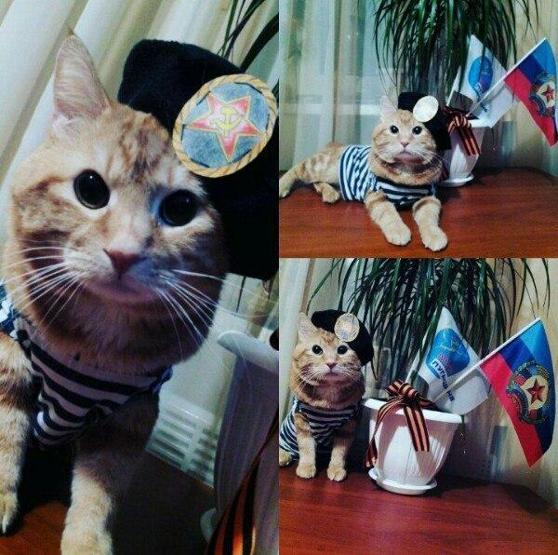 En vatansever kedi yarışması