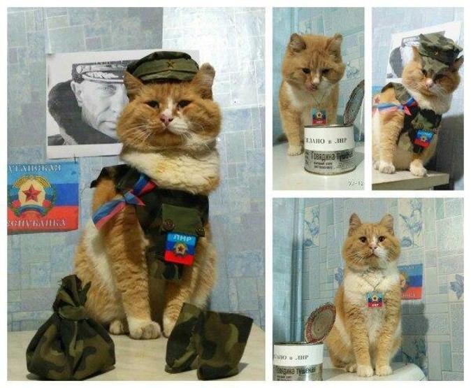 En vatansever kedi yarışması