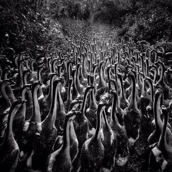 iPhone ile çekilen en güzel 61 fotoğraf seçildi