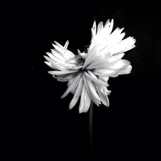 iPhone ile çekilen en güzel 61 fotoğraf seçildi