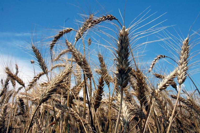 Türkiye 27 yılda 4 milyon hektar tarım alanını kaybetti
