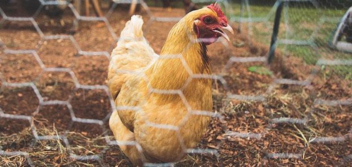 Tavuğun zekası şaşırttı