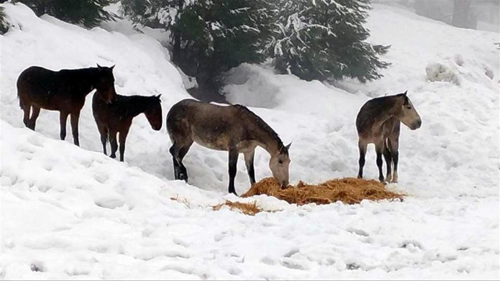Karda aç kalan hayvanlar unutulmadı