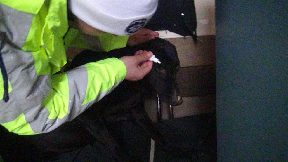 Fethi Sekinin köpeği için kulübe koydular, yine de yerini bırakmadı