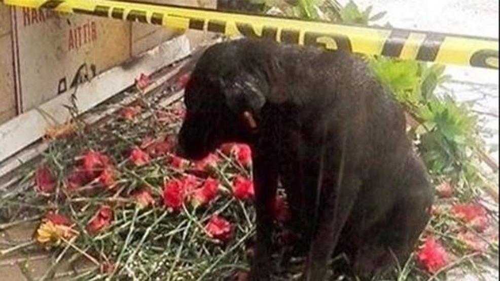 Fethi Sekinin köpeği için kulübe koydular, yine de yerini bırakmadı